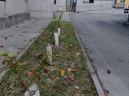 planting the trees around the school